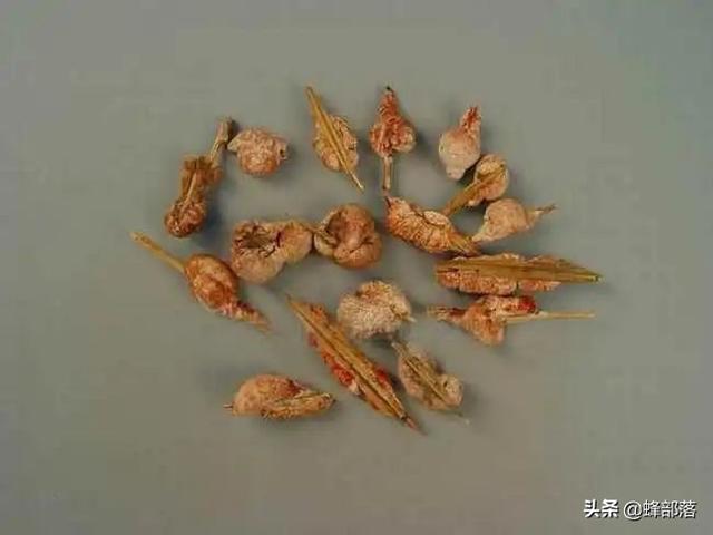 竹黄的功效与作用，竹黄泡水喝有什么功效（不认识的把它当“病虫害”处理）