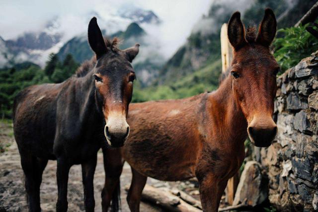 骡子是什么，骡子是什么时候出现的（如何区分马、骡子和驴）