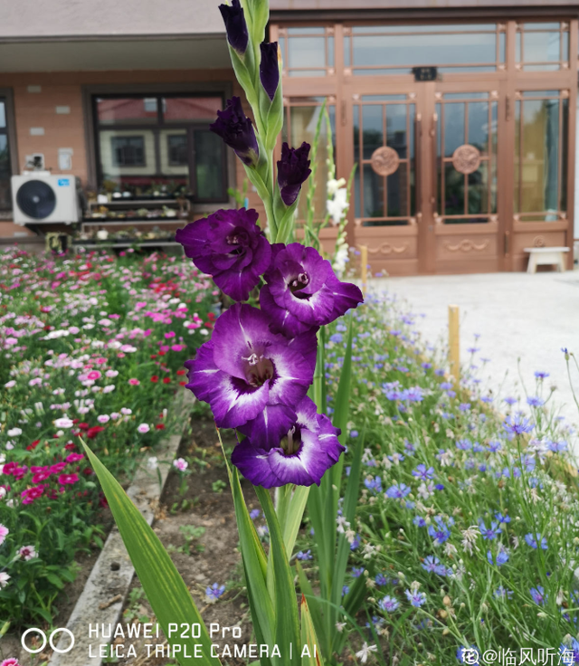 1823是什么意思，1823是什么意思肖战（其实跟兰花没一毛钱关系）