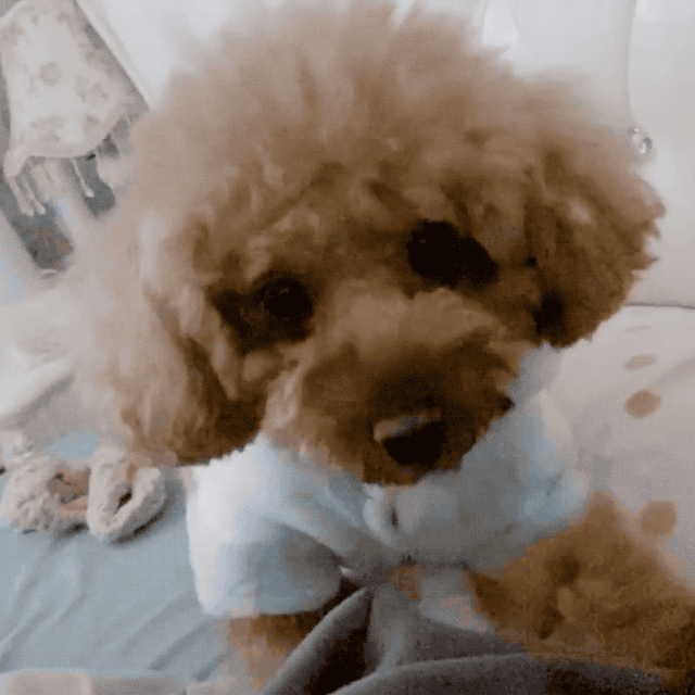 泰迪狗狗呕吐是怎么回事怎么办，泰迪呕吐怎么办（泰迪犬呕吐黄水是怎么回事）