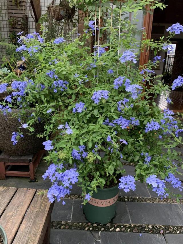 鸟尾花的繁育管理，鸟尾花 花期（30种耐阴花）