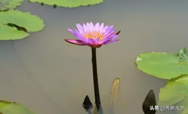 莲花的别称有哪些，莲花的别称有哪些拼音（ 太齐全太珍贵了）