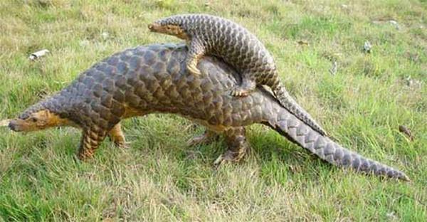 穿山甲养殖方法,穿山甲养殖方法(穿山甲的养殖技术介绍)