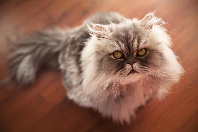 波丝猫（波斯猫图片，为什么国内养的人这么少呢（波斯猫小猫图片）