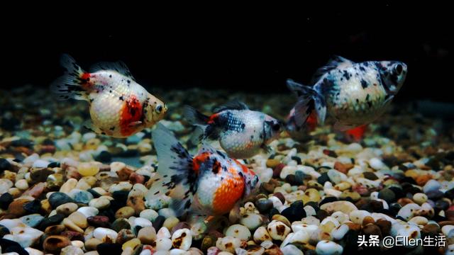 金鱼的图片大全，金鱼图片微信头像（其实他还有着美好的寓意）