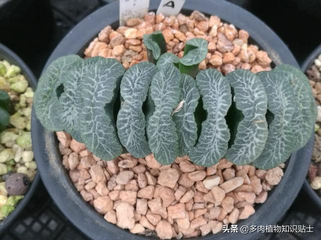 多肉玉扇最大能长多大，多肉玉扇好养吗（养了多肉植物五年）