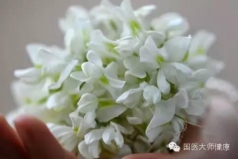 槐花在几月开的，槐花几月开（泡水后降压本领超强）