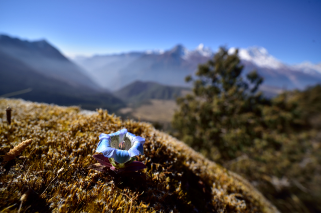 石蕊是什么，石蕊是什么意思（你有秋裤羽绒服）