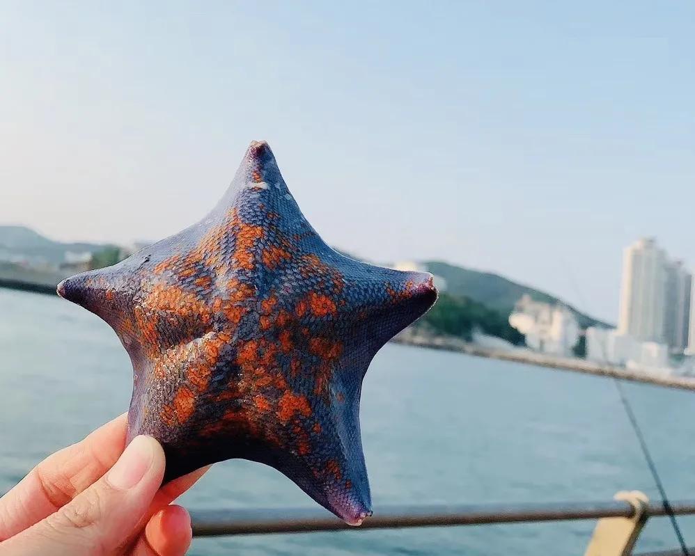 蓝色的海星可以吃吗(吃海星的十大禁忌)