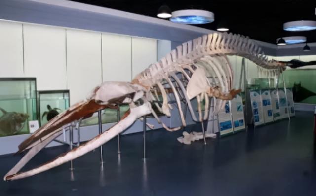 世界上有蛟龙这个动物吗，1934年辽宁营口坠龙事件中的“龙”