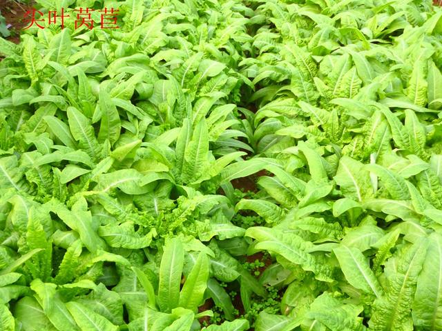 莴苣和莴笋的区别，油麦菜与莴笋的区别（蔬菜档案叶菜类<8>莴苣）