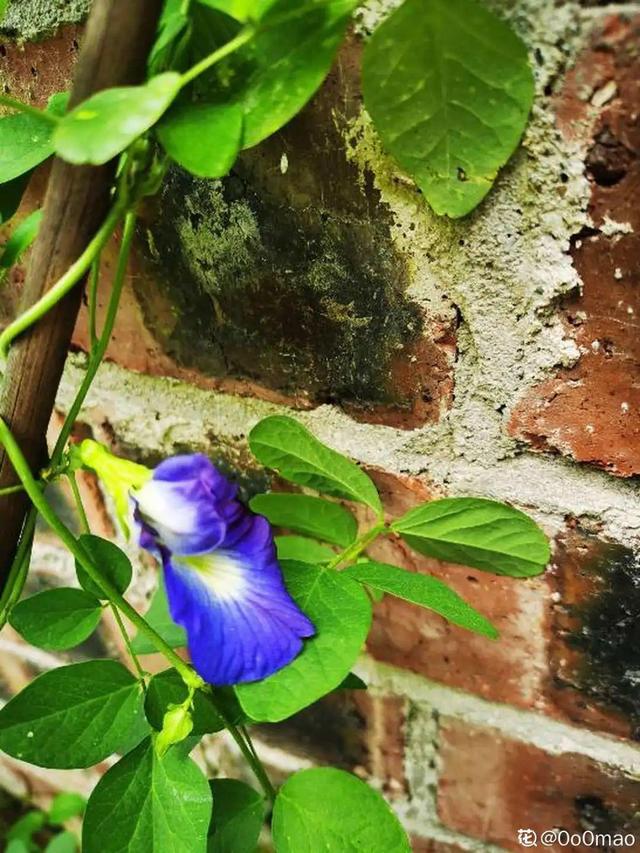 生僻唯美的花名，生僻唯美的花名四字（6种小众花）