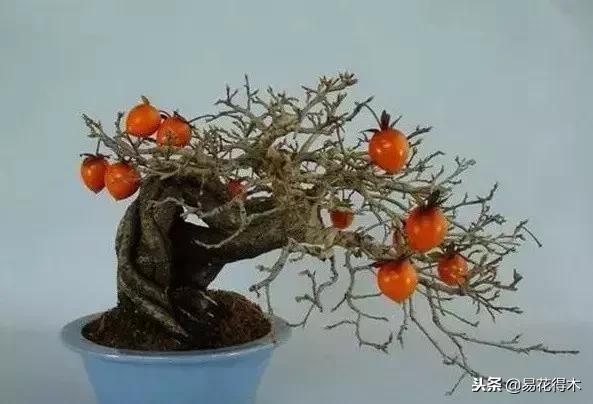 老鸦柿和金弹子的区别,老鸦柿和金弹子谁更容易养活(老鸦柿盆景)