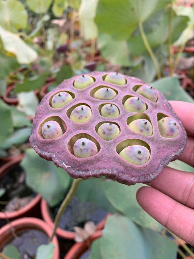 荷花怎么种植方法 荷花如何种植，荷花怎么种植方法（清水就能“出芙蓉”）