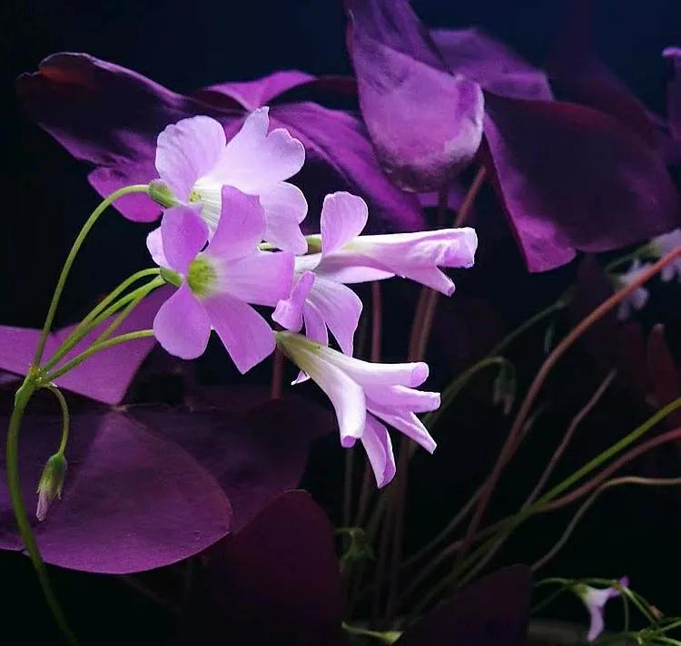 幸运草的花语是什么，幸运草的花叫什么（戴启章散文：幸）