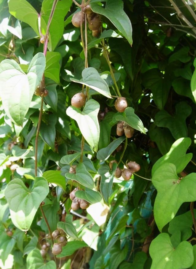 山药豆和山药的区别，山药豆的图片（“山药豆”和“山药”是同一种植物长出来的吗）