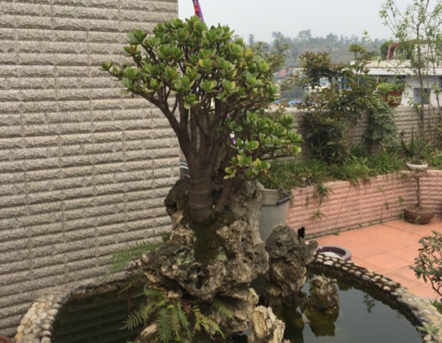 玉树不值钱，玉树图片盆景（从一片叶子长成极品老桩）