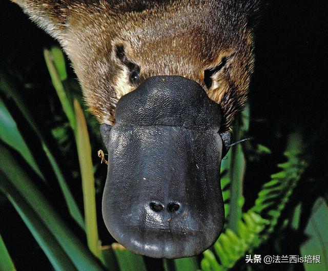 鸭嘴兽是哺乳动物吗，为什么说鸭嘴兽是哺乳动物（不，啥都没有的鸭嘴兽也能喂奶）