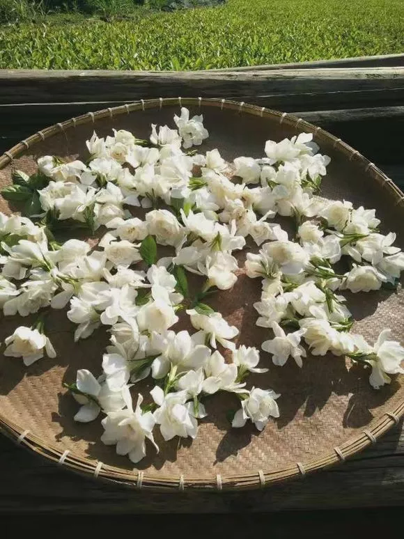九里香什么时候开花，九里香怎么养才能开花（夏天“最香的”6种花）