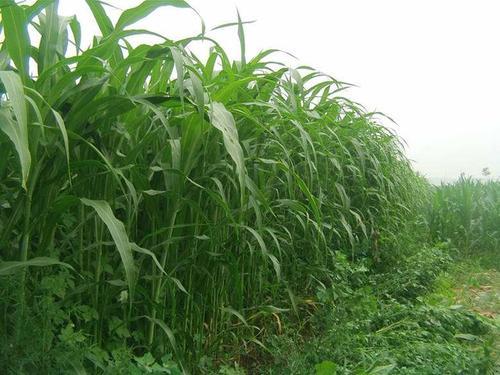 墨西哥玉米草缺点，适合山东种植的高产牧草（墨西哥玉米草的优势）