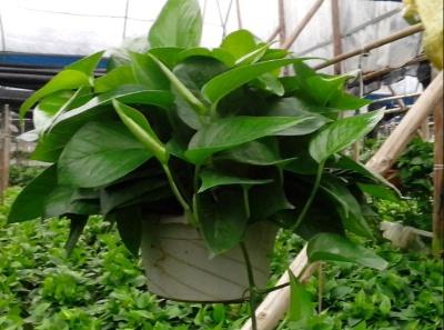 绿萝根太多怎么分盆，绿萝太多了怎样分盆（绿萝如何分盆）