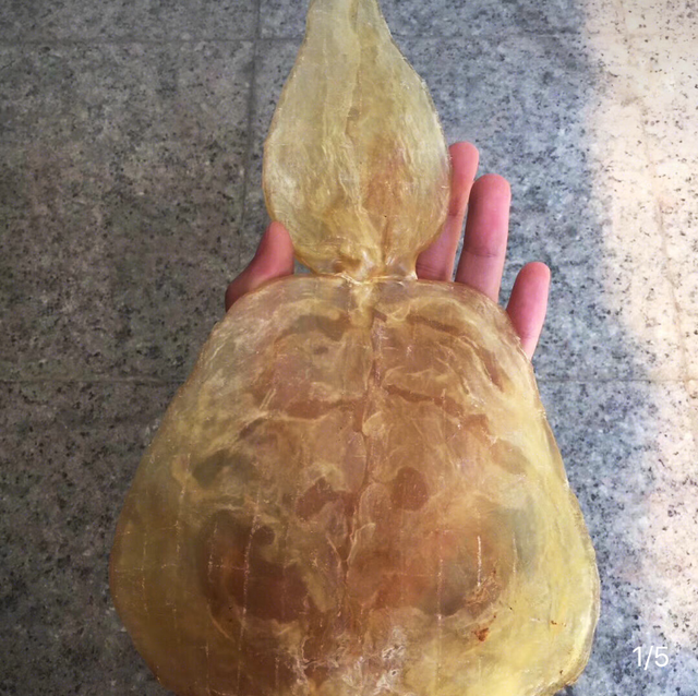 鳕鱼胶为什么那么便宜，鳕鱼胶和黄花胶哪个好（不妨试试这几种便宜的花胶）