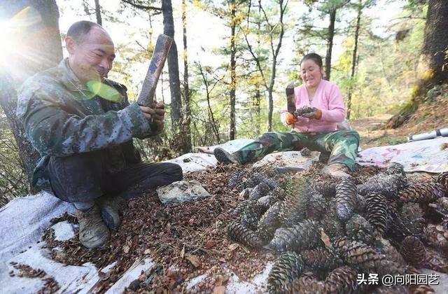 松子树长什么样，松果树长什么样子啊（人人都爱吃的松子）