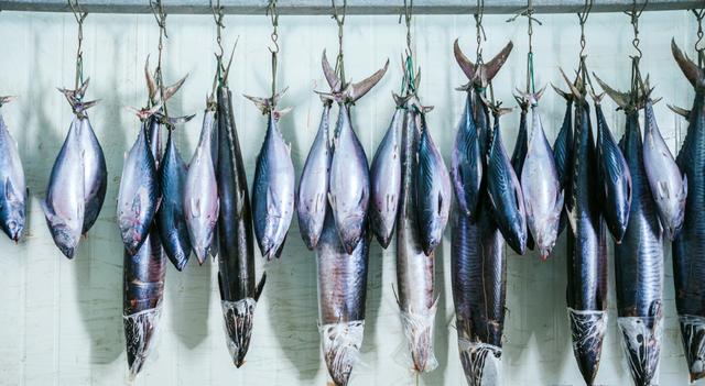 鲅鱼是马鲛鱼吗，马鲛鱼是鲅鱼吗（过年的时候最贵也最好吃）