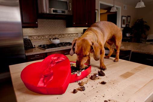狗为什么不能吃巧克力，帮狗狗争取多一线生机
