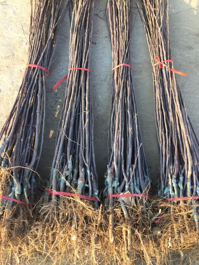 嫁接树苗的方法和技术，花木嫁接技术（关于苗木——几种常见果树的嫁接方法和时间介绍）