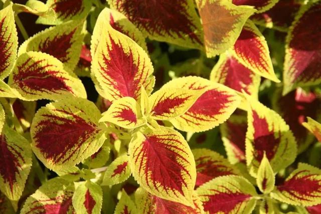 彩叶草(彩叶草颜色,为啥养家里遮阴处叶色越来越暗淡(彩叶草变色)