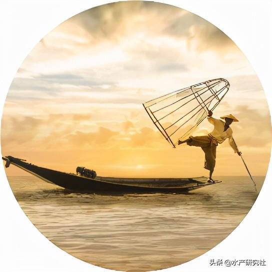 网箱养鱼现代化养殖新技术，网箱养殖什么鱼利润高（水产养殖中网箱养鱼还有不了解吗）