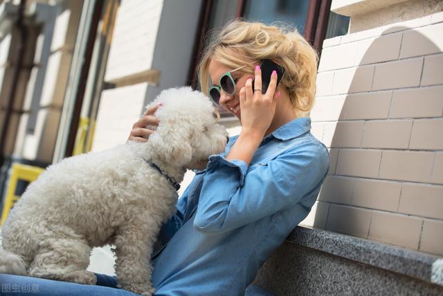 狗的种类有哪些，常见的狗狗种类（最常见的10种狗狗）