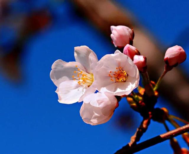 樱花是什么颜色，樱花有哪些品种和颜色（早樱、晚樱、垂枝樱、云南樱简介）