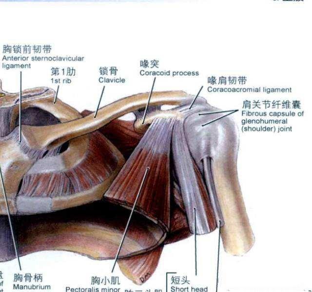 下缘什么意思及解释，下缘拼音怎么读（古代中医体表部位名词的现代译语）