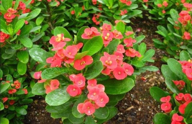 什么花四季都开，一年四季开花不断的花（5种漂亮的花）