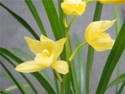 兰花的种植方法，兰花怎么栽种