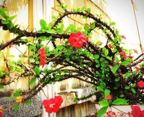 虎刺梅，虎刺梅“有毒”很多人还是养家里（虎刺梅黄叶是怎么回事）