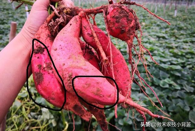 推饼子十句口诀，推饼子十句口诀小鬼推磨（红薯开裂、凸筋、弯曲畸形不用愁）