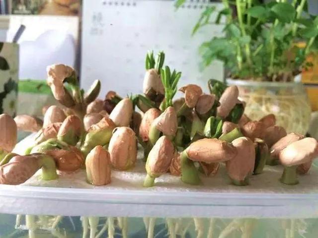 綠豆苗怎麼做好吃,綠豆芽苗怎麼做好吃(3天發芽7天冒綠葉)