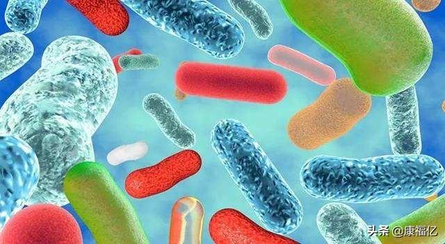 什么是菊粉，康福亿健康小知识：菊粉是什么