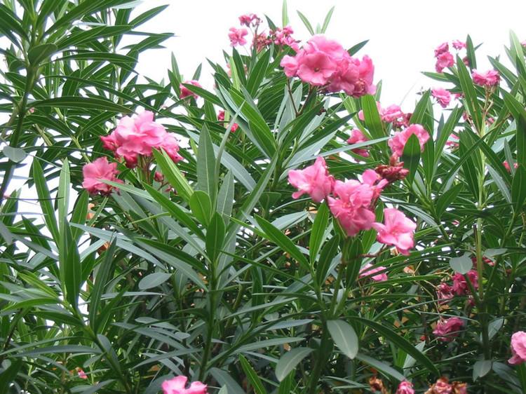 2,由于夹竹桃毒性较大,不宜作为室内盆栽来养殖,毕竟养殖在室内有一定