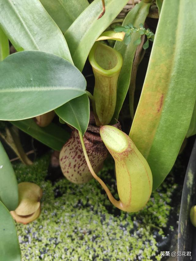 猪笼草（猪笼草图片，不同的生长状态（猪笼草的草的图片）