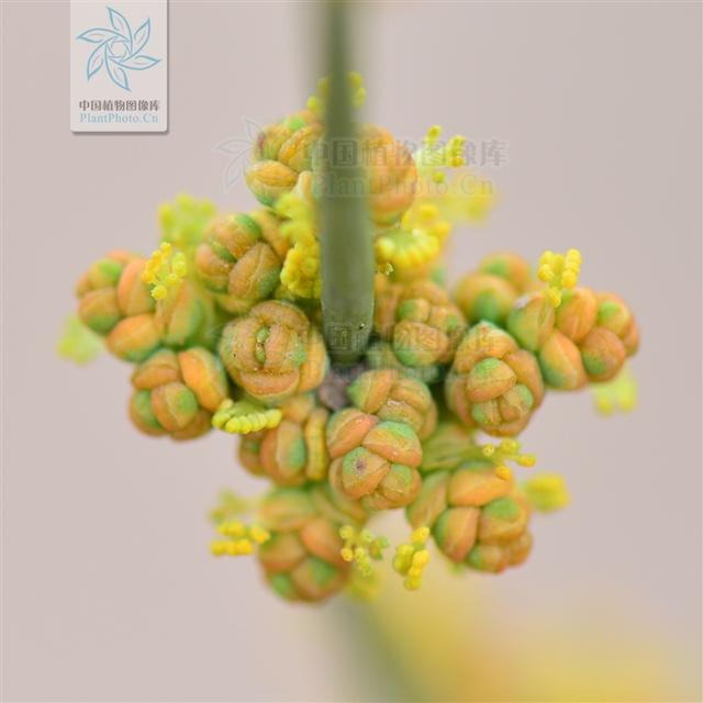 本草图经作者是谁，《本草图经》的作者（芎藭 蘼蕪 藁本）