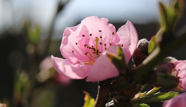 相机中的hdr是什么意思，oppo相机中的hdr是什么意思（喜欢用华为手机拍照）
