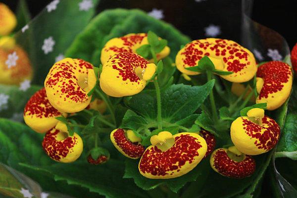 女人什么颜色钱包旺财，女人用什么颜色的钱包招财（家里养这几种花）