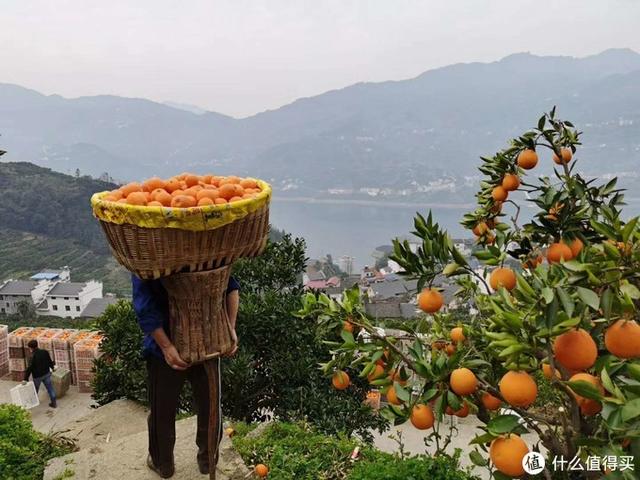 伦晚脐橙几月份上市，湖北秭归脐橙（聊一聊罗老师直播带货的秭归脐橙——伦晚。）