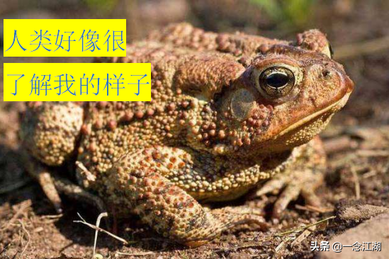 瞎子点灯的歇后语，瞎子点灯歇后语（那些年我们学过的歇后语）