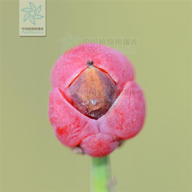 本草图经作者是谁，《本草图经》的作者（芎藭 蘼蕪 藁本）