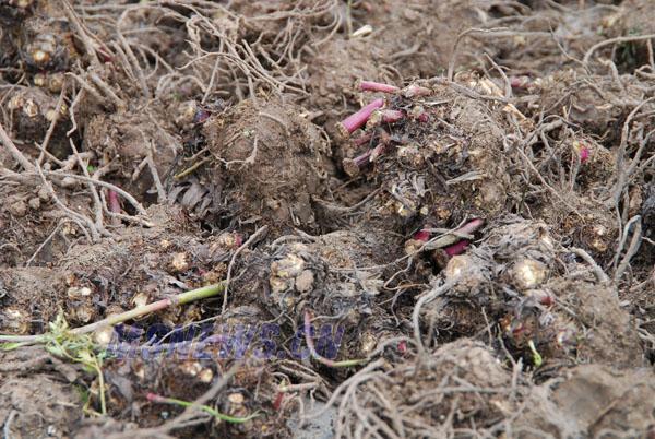 本草图经作者是谁，《本草图经》的作者（芎藭 蘼蕪 藁本）
